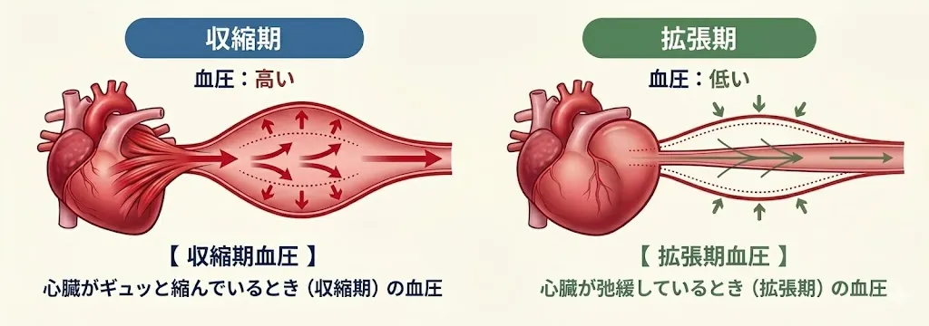 高血圧のメカニズム：心臓の収縮期（最高血圧）と拡張期（最低血圧）における血流の違い